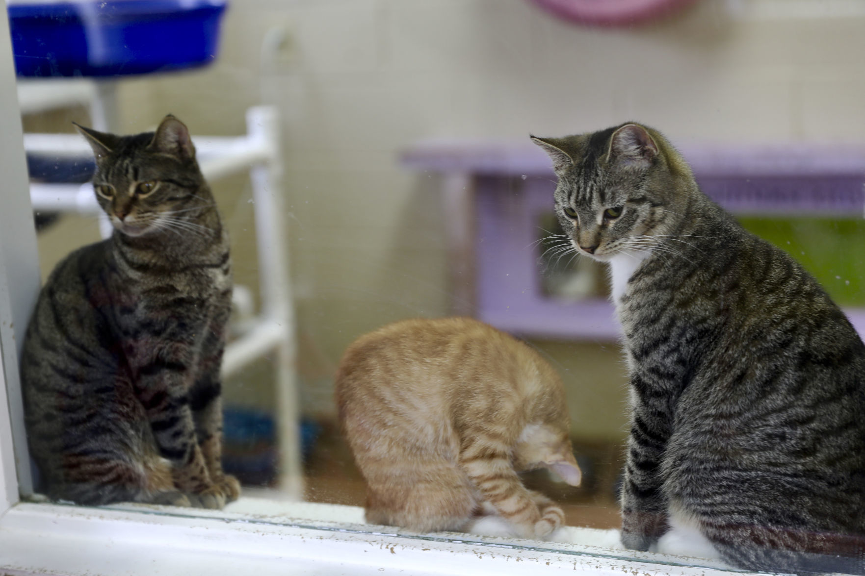 Orangeburg County Animal Shelter